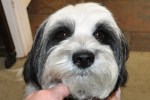 Tibetan Terrier