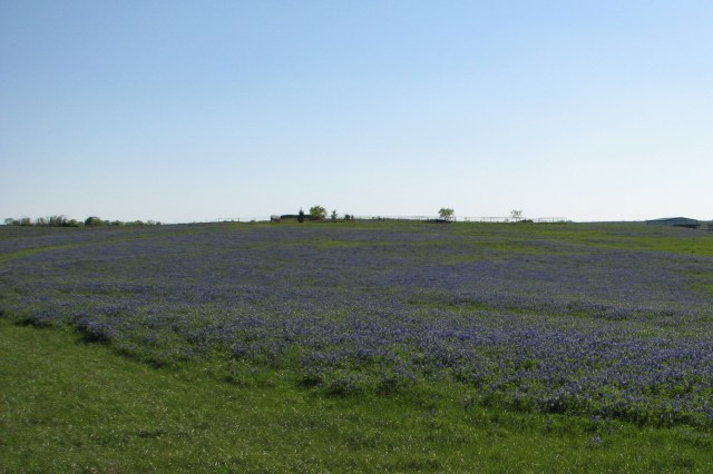 Bluebonnets 2014 