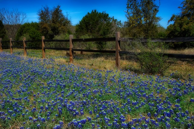 Bluebonnets 2014